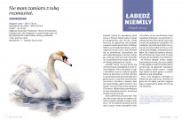 Głupie ptaki Polski. Przewodnik świadomego obserwatora - Marek Maruszczak