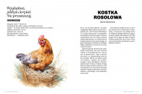 Głupie ptaki Polski. Przewodnik świadomego obserwatora - Marek Maruszczak
